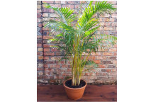 PLANT INDOOR FOLIAGE SCHEFFLERA ARBORICOLA GREEN 23CMI