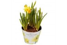 YELLOW RANUNCULUS FLOWER BULB PLANT 25PACK