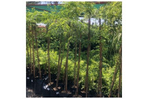 CAESALPINIA FERREA LEOPARD TREE PLANT 10L