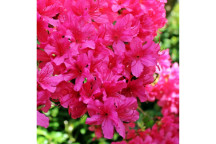 PLANT SHRUB AZALIA ENCORE CARNIVAL (PBR) 17CM