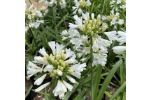 AGAPANTHUS BLACKJACK SHRUB PLANT 19CM