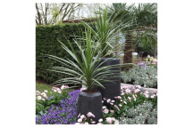 PLANT  PALM ARECA BAMBOO (DYPSIS) 23CM (LVG)