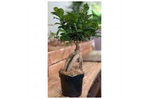 BONSAI TREE PLANT IN POT/BAG