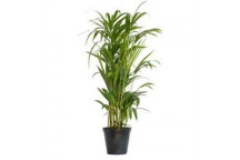 BAMBUSA NIGRA BLACK BAMBOO SHRUB OUTDOOR PLANT 9L