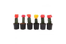 GYMNOCALYSIUM CACTUS SUCCULENT PLANT 7,5CM POT