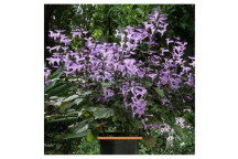 PLANT GROUND COVER PLECTRANTHUS MACIG MONA 17CM