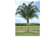 QUEEN PALM COCOS PLUMOSA PALM PLANT 50L