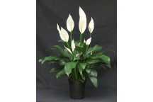 SPATHIPHYLLUM FLOWER INDOOR PLANT 2PER PACK 23CM