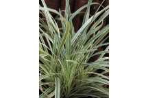 DIANELLA VARIEGATA GRASS PLANT 17CM