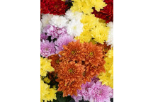 CHRYSANTHEMUM MIXED FLOWERING INDOOR PLANT 14-15CM