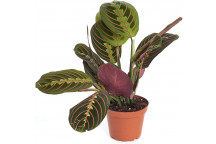 PLANT INDOOR FOLIAGE LUCKY BAMBOO 45CM STEM