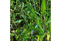 PLANT SHRUB SYZIGIUM EUGENIA MYRTIFOLIA STD 10LIT