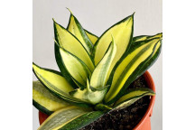 PLANT SUCCULENT  SANSEVIERA TRIFASCIATA GREEN 17CM