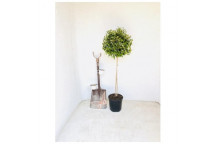 PLANT SHRUB ABELIA GRANDIFLORA 17CM
