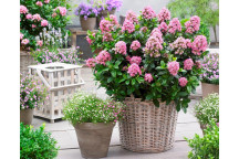 PLANT SHRUB ESCALLONIA IVEY WHITE 17CM