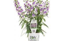 ZANTEDESCHIA ARUM LILY FLOWER PLANT 14CM