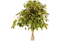 WILD FIG FICUS BENJAMINA ï¿½GOLDEN KINGï¿½ BUSH 30CM