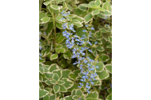 PLANT GROUND COVER SWEDISH IVY PLECTRANTHUS MONA LAVANDER 17CM