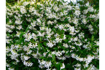 PLANT CLIMBER STAR JASMIN TRACHELOSPERMUM JASMINOIDES 21CM