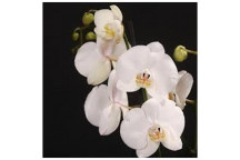 PLANT INDOOR FLOWER PHALAENOPSIS CASCADE (1 STEM) 12CM