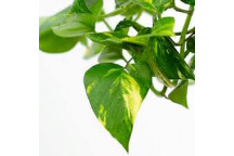 SCINDAPSUS AUREUS FOLIAGE INDOOR PLANT 14CM