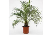 PLANT PALM PYGMY DATE PALM PHOENIX ROEBELINII 10L