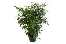 PLANT IND FOLIAGE FICUS BENJAMINA BUSH 30CM