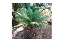 PLANT SHRUB MADAGASCAR CYCAD CYCAS REVOLUTA 22CM (BI)