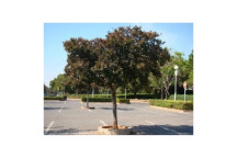 COMBRETUM KRAUSII WILLOW BUSH FOREST TREE PLANT 20L