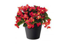PLANT INDOOR FOLIAGE MEUHLENBECKIA AXILLARIS 21CM ON HEART