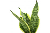SUPERBA SANSEVIERA TRIFASCIATA SUCCULENT PLANT 10.5CM