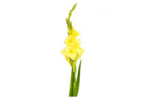 RANUNCULUS ECONOMY MIXED BULB FLOWER PLANT
