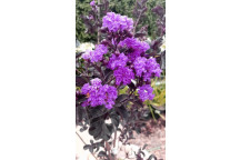 PLANT SHRUB PRIDE OF INDIA LAGERSTROEMIA BEST RED MAGENTA 9L