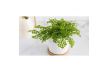FOLIAGE ADIANTUM FERN INDOOR PLANT 12CM
