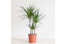 DRACAENA MAGENTA FOLIAGE INDOOR PLANT 19CM 2PER PACK