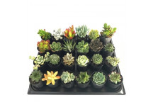 ASSORTED SUCCULENT PLANT 12CM COLOUR POT