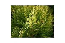 PLANT SHRUB PLATYCLADUS ORIENTALIS AUREA NANA COMPACTA 17CM
