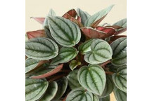 PLANT IND FOLIAGE PEPEROMIA NAPOLI NIGHTS 12CM