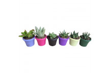 SUCCULENT COLOUR TRAY POT PLANT 7.5CM