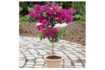 PLANT CLIMBER BOUGAINVILLEA ASSORTED 17CM