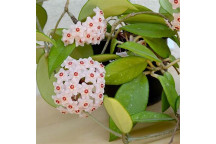PLANT INDOOR FOLIAGE HOYA CARNOSA GREEN 14CM