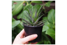 COTYLEDON ORBICULATA GREY SUCCULENT 26CM