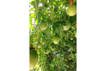 PLANT CLIMBER PASSIONFRUIT GRANADILLA CHRISTINE ON ARCH 19CM TALL