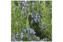 PLANT HERB ROSEMARY BARBEQUE 15CM