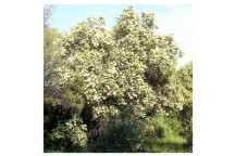 OLIVE BUDDLEJA AURICULATA FALSE SHRUB PLANT 17CM