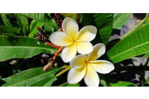 FRANGIPANI (PLUMERIA) ASSORTED TREE PLANT 15L