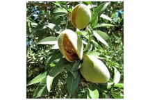 NON PAREIL ALMOND FRUIT PLANT 10L