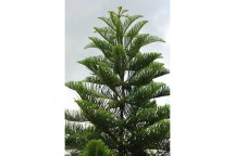 COMBRETUM KRAUSII TREE PLANT 10L