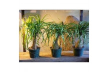 PONY TAIL PALM SPROUTED (BEAUCARNEA RECURVATA) SHRUB PLANT 14-15CM
