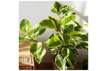 PLANT INDOOR FICUS ELASTICA RUBUSTA 14CM